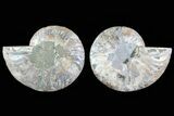 Cut & Polished Ammonite Fossil - Agatized #78585-1